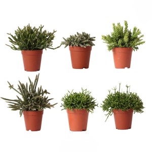 Vari cactus t.b.t. in vaso, assortimento.