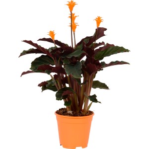 Calathea Crocata in vaso, con fiori arancioni e foglie verde-rosse.