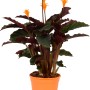 Calathea Crocata in vaso, con fiori arancioni e foglie verde-rosse.