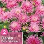 Dalia 'Park Princess': Fiori rosa per aiuole e vasi, una gioia per gli occhi in giardino.