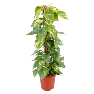 Pothos 'Aureum' su bastone di muschio in vaso, pianta d'appartamento rampicante decorativa con foglie giallo-verdi.