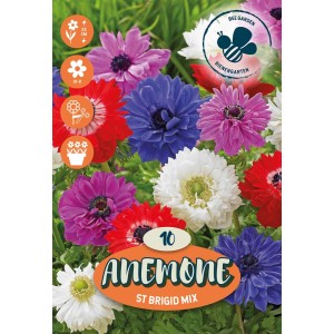 Bulbi da fiore Anemone ST Bridgit