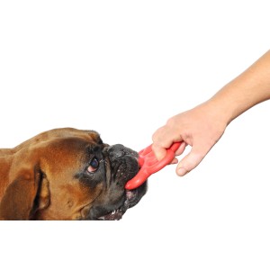 Cane con gioco da riporto rosso in bocca, tenuto da una mano. Gioco da riporto per cani.