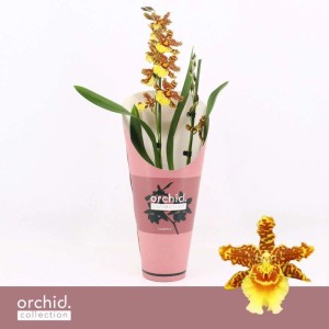 Plumbago Blu con supporto Vaso Ø 15 cm