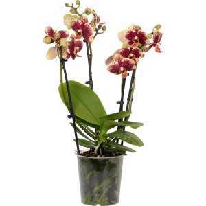 Orchidea farfalla (Phalaenopsis) con fiori maculati rosso-bianchi in vaso da 12 cm.