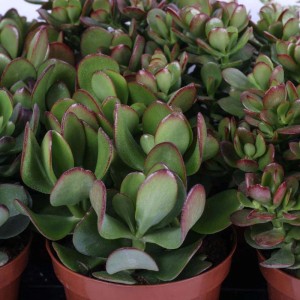 Crassula Mix piante grasse vaso Ø 12 cm