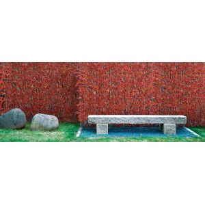 Tappeto decorativo di fogliame rosso t.b.t. come schermo per la privacy in giardino con panca in pietra e pietre.