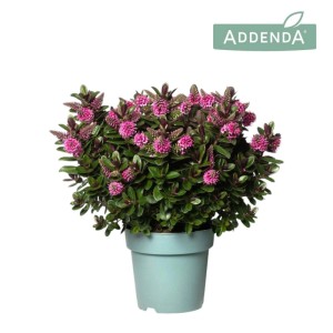 Hebe Addenda Vinoa Purple Vaso Ø 17 cm