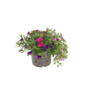 Calibrachoa in vaso, pianta fiorita con fiori rosa e viola.