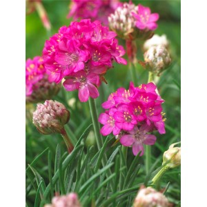 Grasnelke marittima rosa (Armeria maritima) in vaso, ideale per giardini rocciosi.
