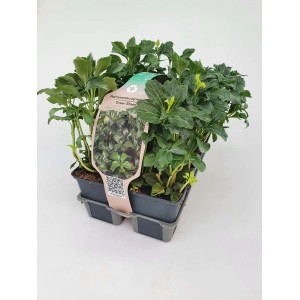 Pachisandra in vaso: Coprisuolo sempreverde con foglie verdi e fitte.