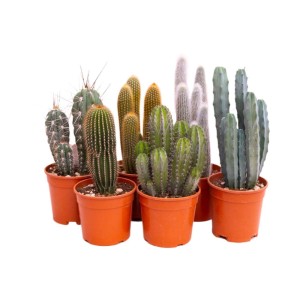 Cactus colonnari Mix vaso Ø 17 cm