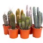 Cactus colonnari Mix vaso Ø 17 cm