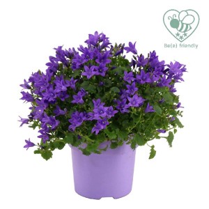 Campanula fiorita in vaso viola. Campanule con fiori viola.