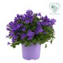 Campanula fiorita in vaso viola. Campanule con fiori viola.
