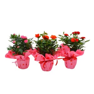 Tre mini cespugli di rose in vaso con carta rosa e nastro, vari colori dei fiori.