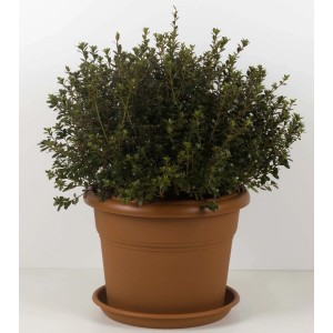 Vaso cilindro Unica Ø 17 cm in plastica