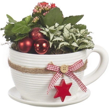 Composizione natalizia 3 piante in tazza con piatto in ceramica