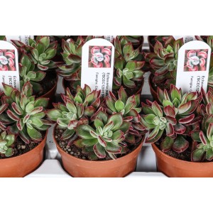 Echeveria pulvinata 't.b.t.' in vaso, una succulenta verde con punte delle foglie rosse.