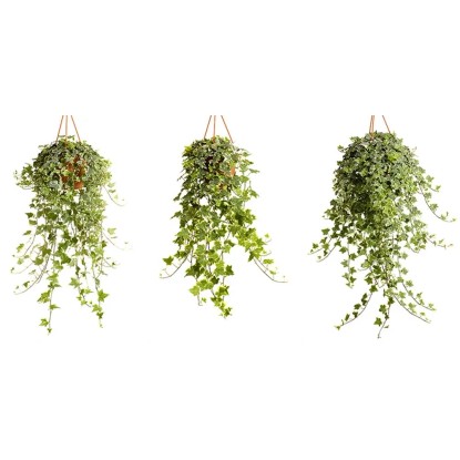 Hederahelixassort Vaso 17 cm