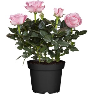 Rosa da interno con fiori rosa chiaro in vaso nero, altezza circa 25-30 cm.
