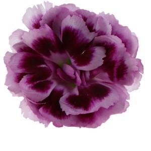 Primo piano di un garofano dei poeti "Doublelicious Maria" rosa-viola.