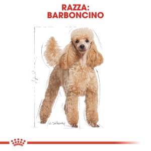 Illustrazione di un barboncino, ritratto di razza per cibo per cani.