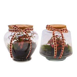 Comp.terrarium mix piccolo Ø 12 cm