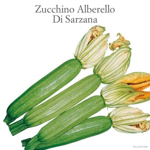 Zucchine fresche Alberello Di Sarzana, ideali per la coltivazione nel proprio orto.
