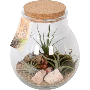Composizione di Tillandsia in vaso di vetro (Ø 18cm) con coperchio in sughero, pietre e legno.