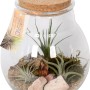 Composizione di Tillandsia in vaso di vetro (Ø 18cm) con coperchio in sughero, pietre e legno.