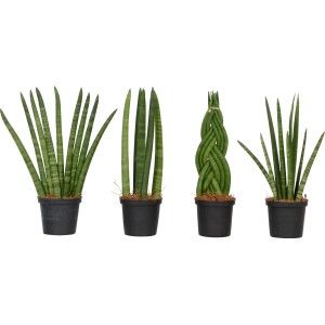 Sansevieria cylindrica in vaso, diverse forme di crescita della pianta verde.