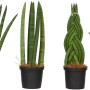 Sansevieria cylindrica in vaso, diverse forme di crescita della pianta verde.