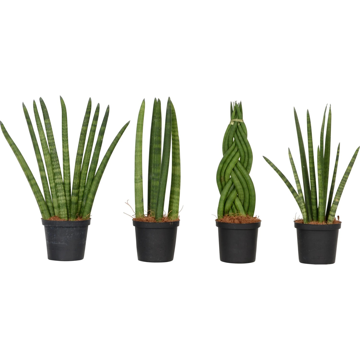 Sansevieria cylindrica in vaso, diverse forme di crescita della pianta verde.
