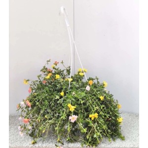 Portulaca in basket Ø 20 cm