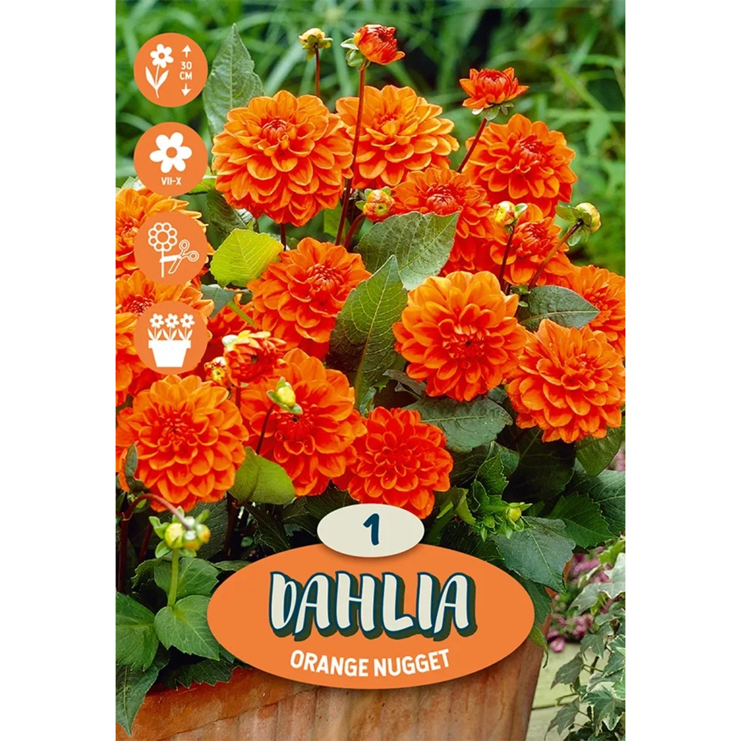 Dalia arancione 'Arizona', bulbo da fiore per aiuole e vasi.