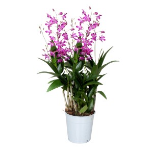 Orchidea di bambù viola Star Class (Dendrobium) in vaso bianco.