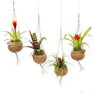 Piante fiorite sospese (t.b.t.) in sfere di fibra di cocco con corde.