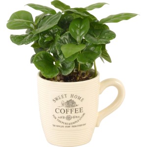 Pianta di caffè Coffea arabica in tazza di ceramica con stampa "Sweet Home Coffee".