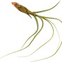 Tillandsia Mix, una pianta d'appartamento esotica e facile da curare con lunghe foglie verdi.