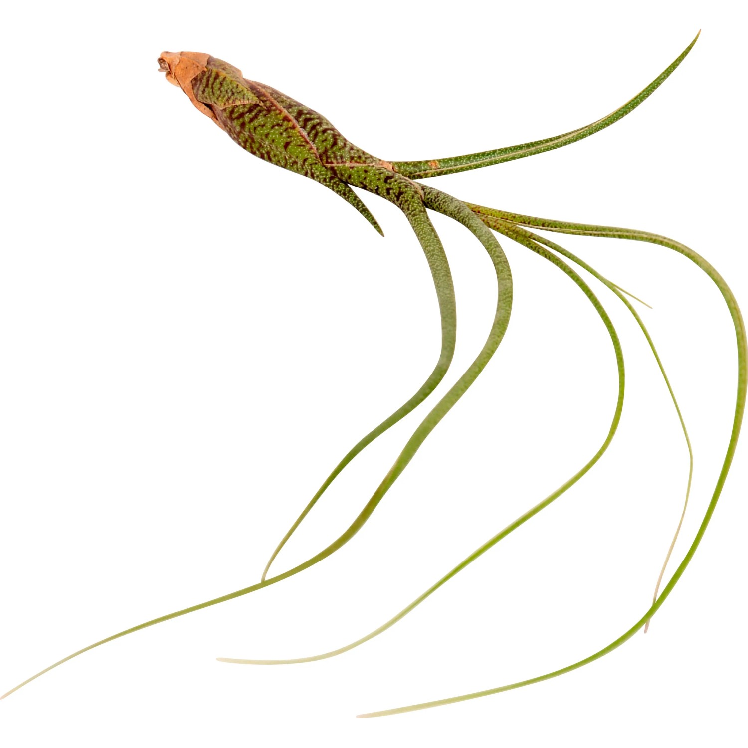 Tillandsia Mix, una pianta d'appartamento esotica e facile da curare con lunghe foglie verdi.