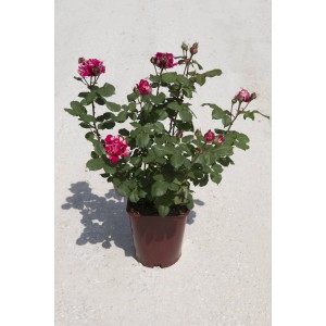 Rosa t.b.t. in vaso con fiori a strisce rosse e bianche e foglie verdi.