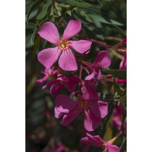 Arbusto in fiore: Dettaglio dei fiori rosa dell'arbusto ornamentale t.b.t.