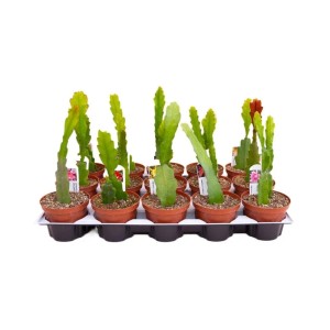 Epiphyllum lingua di suocera ricadente vaso Ø 10,5 cm<br><br><br>