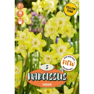 Narcisi gialli "Verdin" come bulbi da fiore per il giardino. Fiori primaverili con fiori delicati.