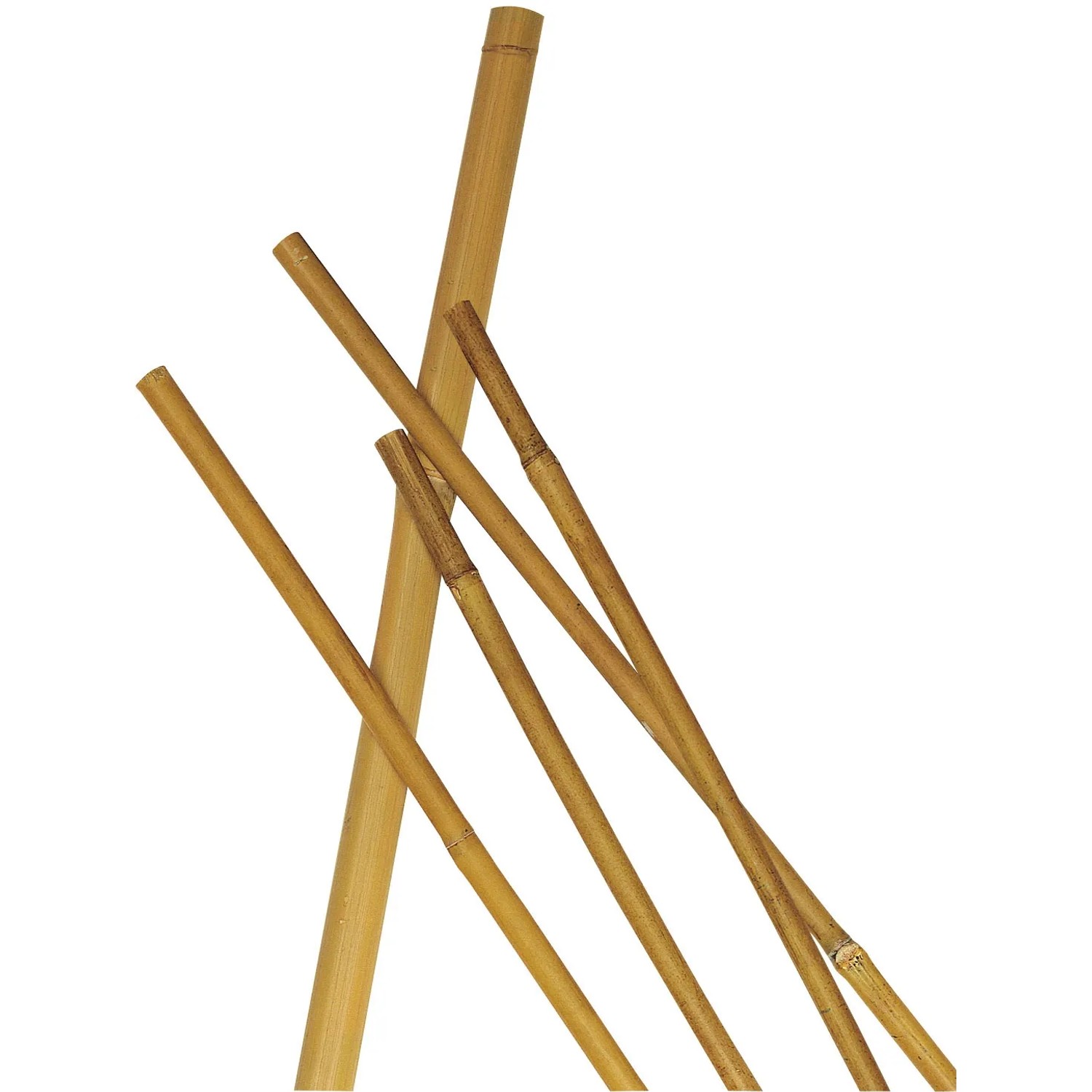 Canne di bambù per supporto piante da giardino.