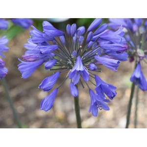 t.b.t. blu, una pianta perenne decorativa per il giardino.