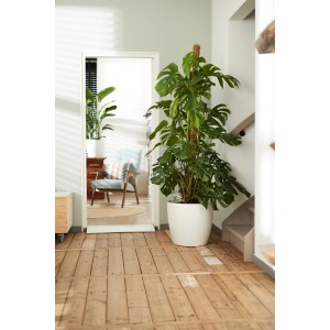 Vaso bianco rotondo Elho Brussels (Ø 35 cm) con ruote e grande pianta da interno in soggiorno.