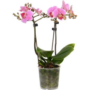Orchidea farfalla Phalaenopsis rosa in vaso.