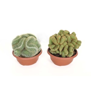 Due cactus t.b.t. in vasi marroni su sfondo bianco.